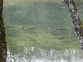 La pêche dans la région des lacs; Poissons en bordure du lac de Chalain