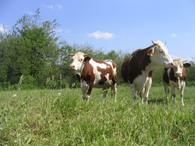 Vaches de race montbéliarde dans une prairie