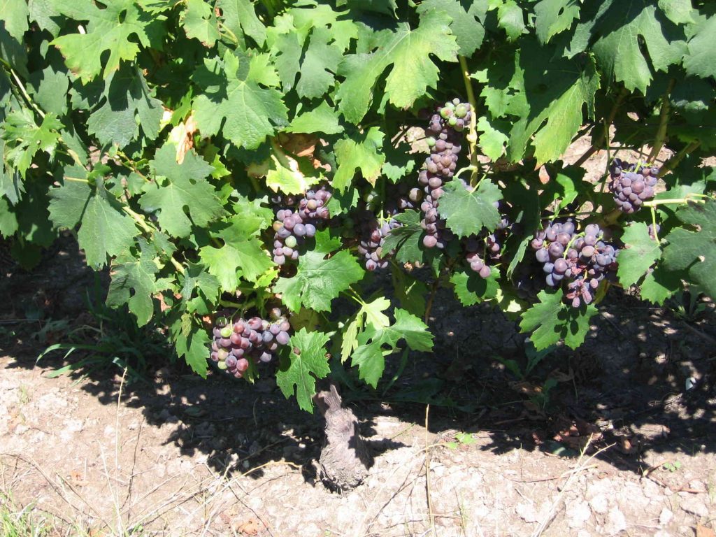 Pied de vigne Jurassienne avec grappe de raisin